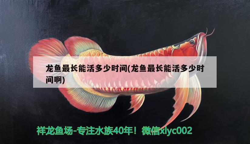 龍魚最長能活多少時間(龍魚最長能活多少時間啊)