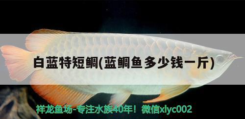 白藍(lán)特短鯛(藍(lán)鯛魚多少錢一斤) 觀賞魚