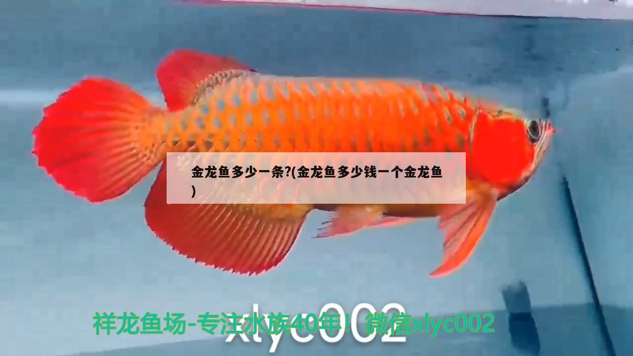 金龍魚多少一條?(金龍魚多少錢一個金龍魚) 觀賞魚