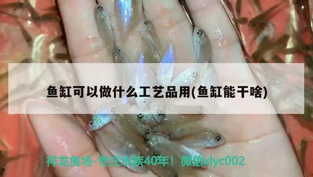 魚缸可以做什么工藝品用(魚缸能干啥) 白子關刀魚苗