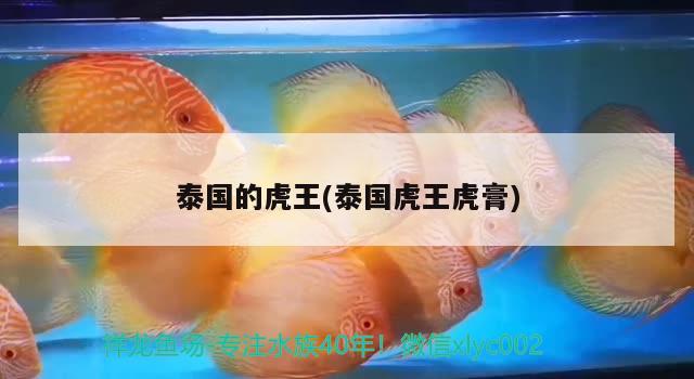 泰國(guó)的虎王(泰國(guó)虎王虎膏) 觀賞魚(yú)