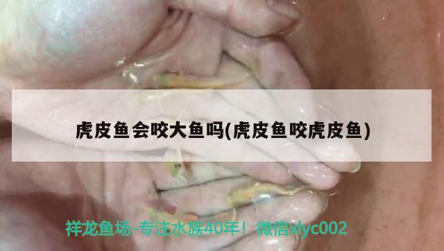 虎皮魚會咬大魚嗎(虎皮魚咬虎皮魚) 觀賞魚