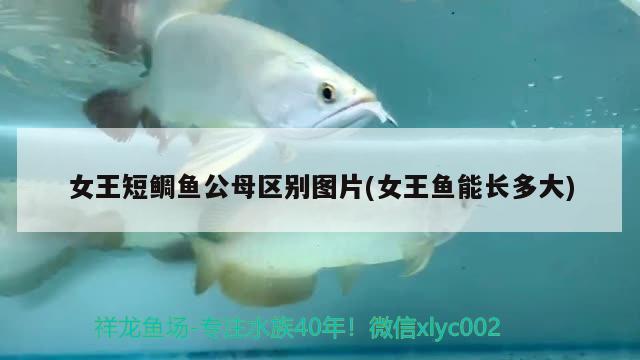 女王短鯛魚(yú)公母區(qū)別圖片(女王魚(yú)能長(zhǎng)多大) 觀賞魚(yú)