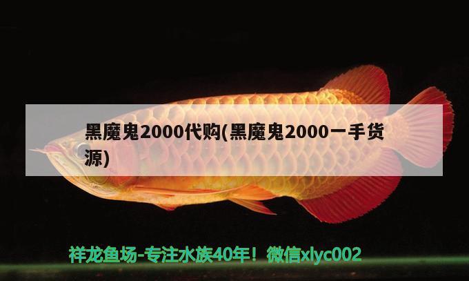 黑魔鬼2000代購(gòu)(黑魔鬼2000一手貨源) 觀賞魚