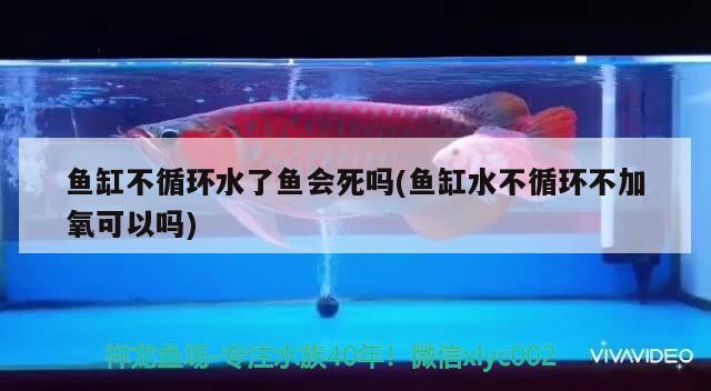 魚缸不循環(huán)水了魚會死嗎(魚缸水不循環(huán)不加氧可以嗎)