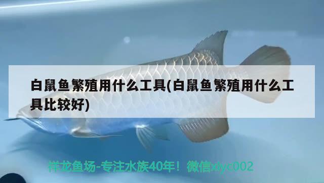 白鼠魚繁殖用什么工具(白鼠魚繁殖用什么工具比較好) 觀賞魚