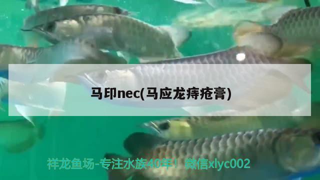 馬印nec(馬應(yīng)龍痔瘡膏) 馬印水族