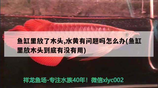 魚缸里放了木頭,水黃有問(wèn)題嗎怎么辦(魚缸里放木頭到底有沒(méi)有用) 觀賞魚企業(yè)目錄