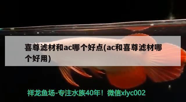 喜尊濾材和ac哪個好點(ac和喜尊濾材哪個好用)