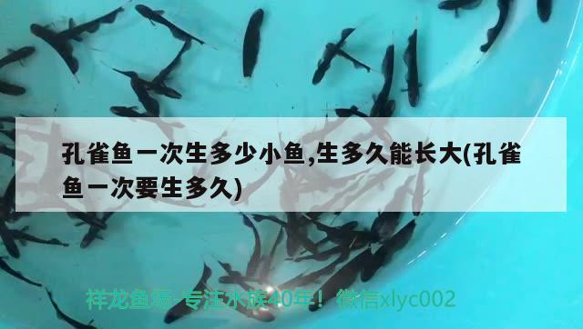 孔雀魚(yú)一次生多少小魚(yú),生多久能長(zhǎng)大(孔雀魚(yú)一次要生多久)