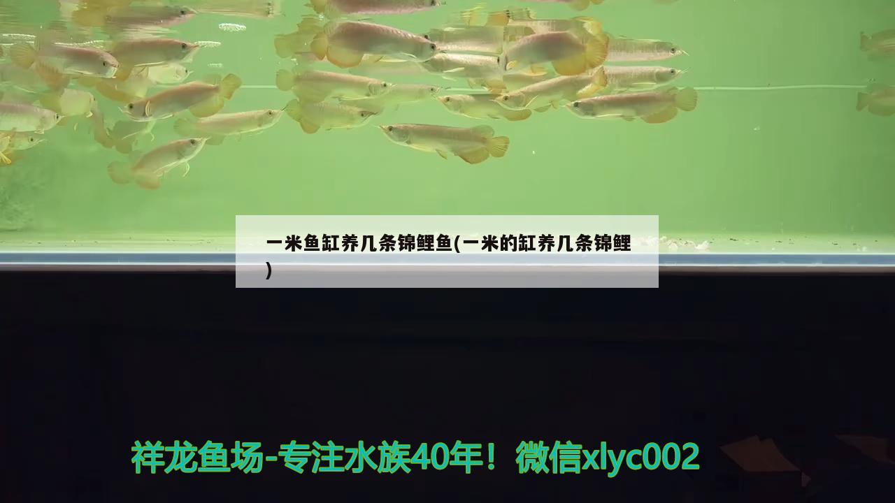 一米魚(yú)缸養(yǎng)幾條錦鯉魚(yú)(一米的缸養(yǎng)幾條錦鯉) 帝王三間魚(yú)