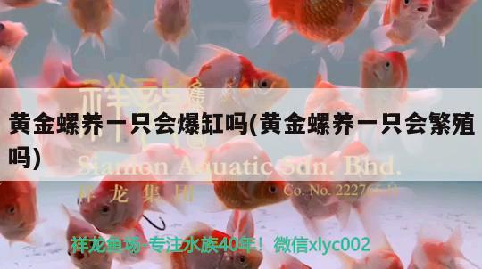 黃金螺養(yǎng)一只會爆缸嗎(黃金螺養(yǎng)一只會繁殖嗎) 觀賞魚