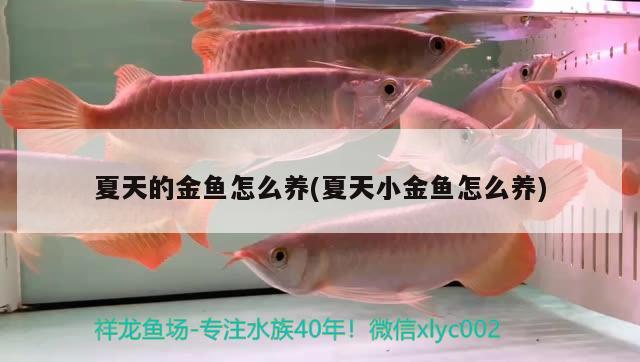 夏天的金魚怎么養(yǎng)(夏天小金魚怎么養(yǎng)) 觀賞魚