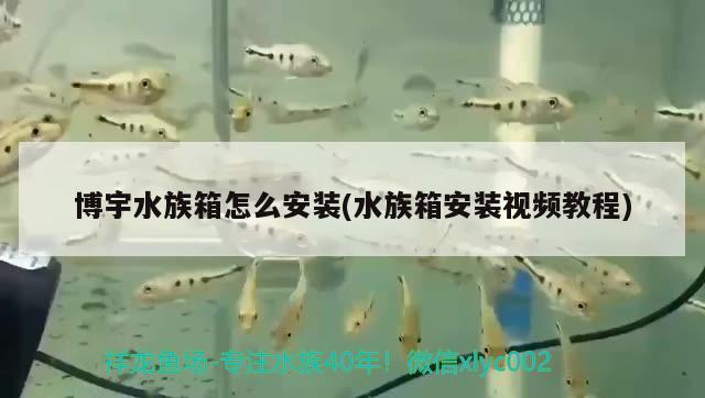 博宇水族箱怎么安裝(水族箱安裝視頻教程) 魚缸/水族箱