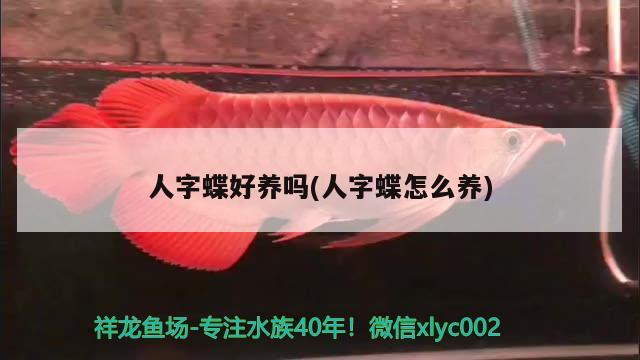 人字蝶好養(yǎng)嗎(人字蝶怎么養(yǎng)) 觀賞魚