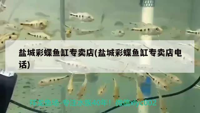 鹽城彩蝶魚缸專賣店(鹽城彩蝶魚缸專賣店電話)