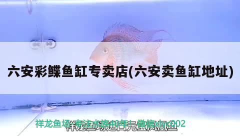 六安彩鰈魚缸專賣店(六安賣魚缸地址)