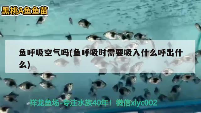 魚呼吸空氣嗎(魚呼吸時(shí)需要吸入什么呼出什么) 2024第28屆中國(guó)國(guó)際寵物水族展覽會(huì)CIPS（長(zhǎng)城寵物展2024 CIPS） 第2張