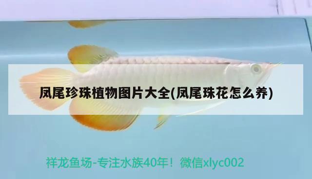 鳳尾珍珠植物圖片大全(鳳尾珠花怎么養(yǎng)) 觀賞魚