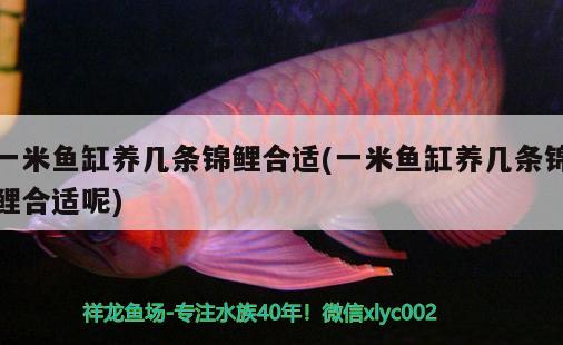 一米魚缸養(yǎng)幾條錦鯉合適(一米魚缸養(yǎng)幾條錦鯉合適呢)