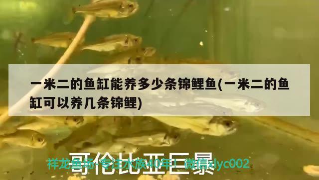 一米二的魚缸能養(yǎng)多少條錦鯉魚(一米二的魚缸可以養(yǎng)幾條錦鯉)