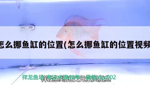 怎么挪魚缸的位置(怎么挪魚缸的位置視頻)