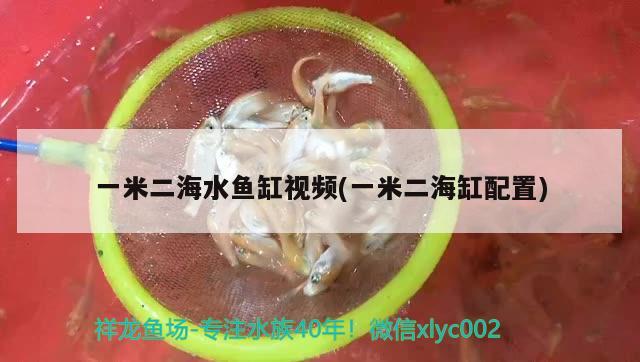 一米二海水魚(yú)缸視頻(一米二海缸配置)