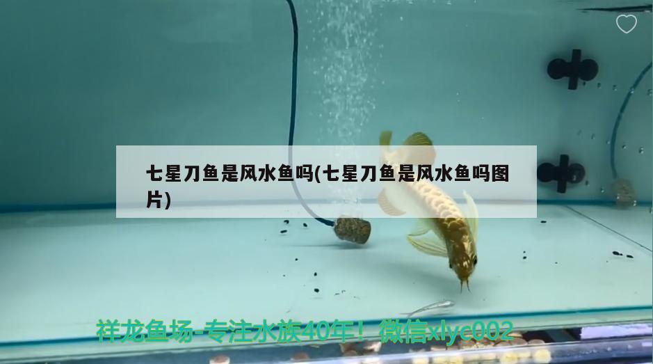 七星刀魚是風(fēng)水魚嗎(七星刀魚是風(fēng)水魚嗎圖片)