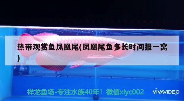 熱帶觀賞魚鳳凰尾(鳳凰尾魚多長時間報一窩) 觀賞魚