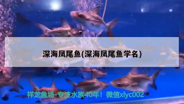 深海鳳尾魚(深海鳳尾魚學(xué)名) 觀賞魚 第2張