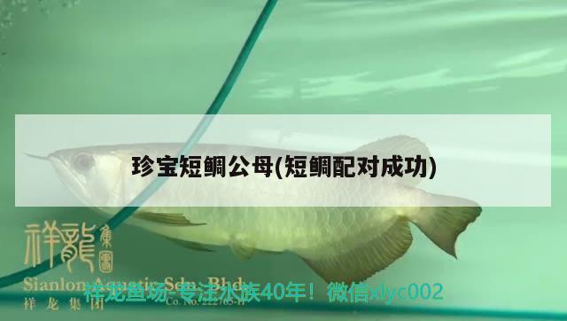 珍寶短鯛公母(短鯛配對(duì)成功) 觀賞魚(yú)