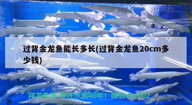 過背金龍魚能長多長(過背金龍魚20cm多少錢)