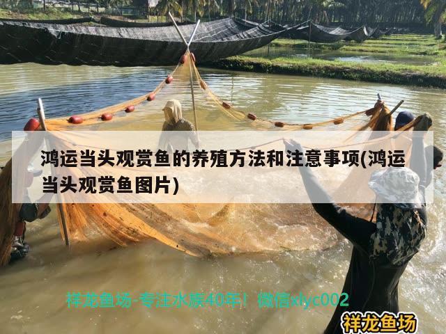 鴻運當頭觀賞魚的養(yǎng)殖方法和注意事項(鴻運當頭觀賞魚圖片)