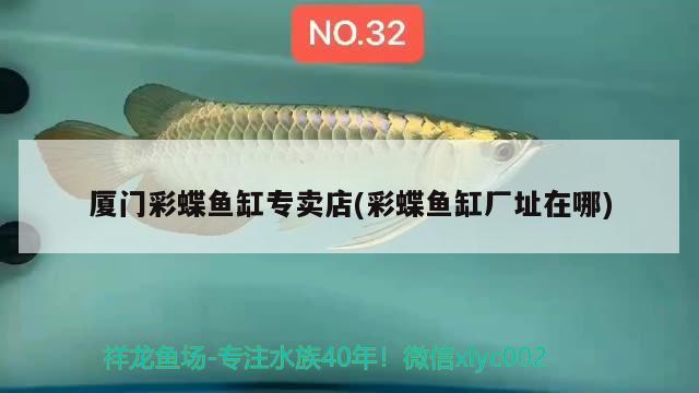 廈門彩蝶魚缸專賣店(彩蝶魚缸廠址在哪)