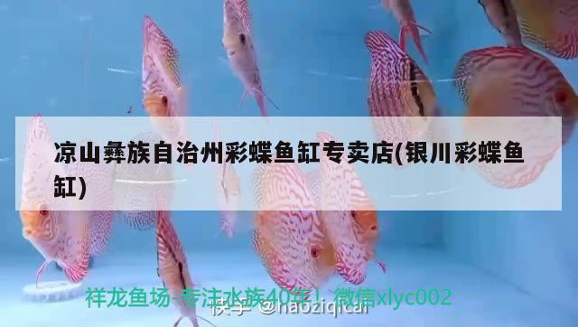 涼山彝族自治州彩蝶魚(yú)缸專賣(mài)店(銀川彩蝶魚(yú)缸) 彩鰈魚(yú)缸（彩蝶魚(yú)缸）