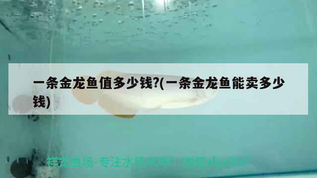 一條金龍魚值多少錢?(一條金龍魚能賣多少錢) 觀賞魚