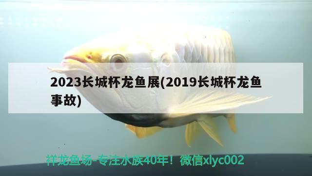 2023長城杯龍魚展(2019長城杯龍魚事故) 2025第29屆中國國際寵物水族展覽會CIPS（長城寵物展2025 CIPS） 第3張