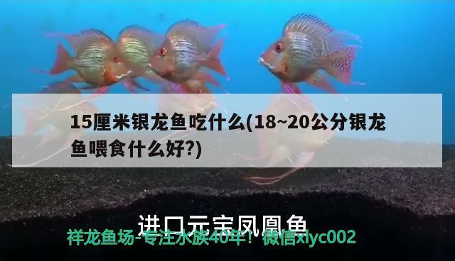 15厘米銀龍魚吃什么(18~20公分銀龍魚喂食什么好?)