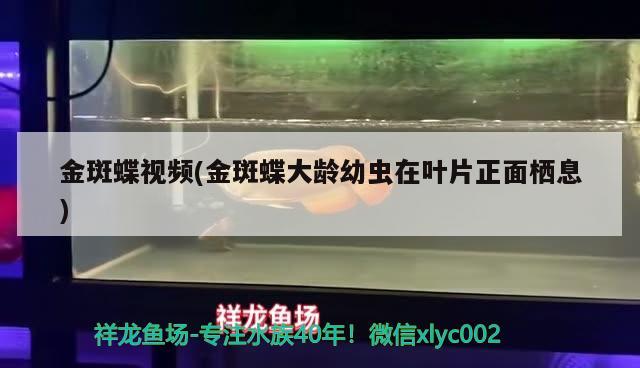 金斑蝶視頻(金斑蝶大齡幼蟲在葉片正面棲息) 觀賞魚