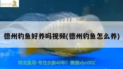 德州豹魚好養(yǎng)嗎視頻(德州豹魚怎么養(yǎng)) 觀賞魚