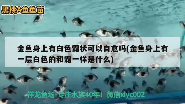 金魚身上有白色霜狀可以自愈嗎(金魚身上有一層白色的和霜一樣是什么) 觀賞魚