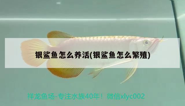 銀鯊魚怎么養(yǎng)活(銀鯊魚怎么繁殖)