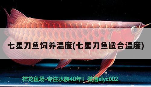 七星刀魚(yú)飼養(yǎng)溫度(七星刀魚(yú)適合溫度) 觀賞魚(yú)