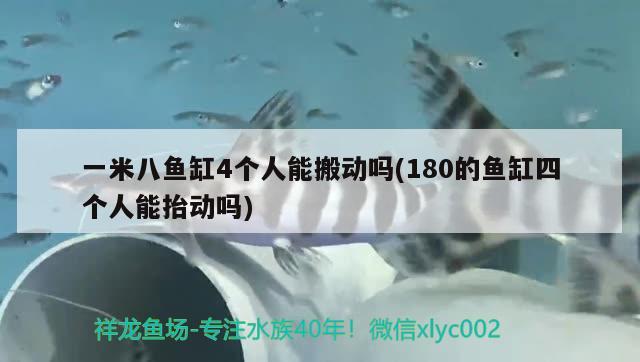 一米八魚缸4個人能搬動嗎(180的魚缸四個人能抬動嗎) 藍(lán)底過背金龍魚