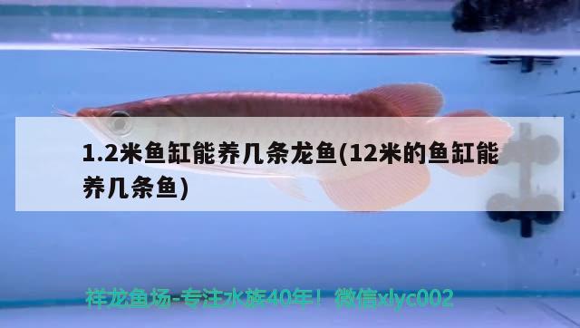 1.2米魚(yú)缸能養(yǎng)幾條龍魚(yú)(12米的魚(yú)缸能養(yǎng)幾條魚(yú)) 斯維尼關(guān)刀魚(yú)