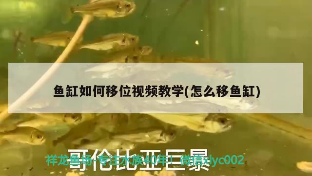 魚缸如何移位視頻教學(怎么移魚缸) 恐龍王魚