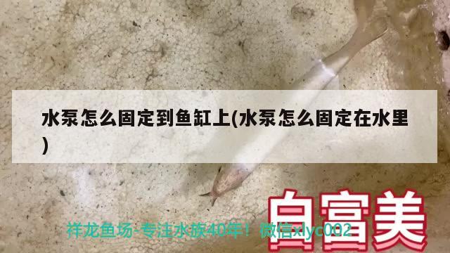 水泵怎么固定到魚(yú)缸上(水泵怎么固定在水里)