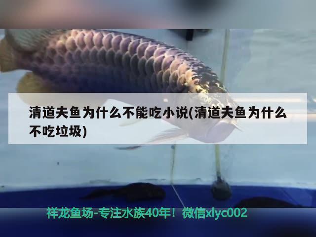 清道夫魚為什么不能吃小說(清道夫魚為什么不吃垃圾)