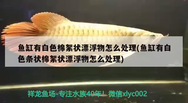 魚缸有白色棉絮狀漂浮物怎么處理(魚缸有白色條狀棉絮狀漂浮物怎么處理)