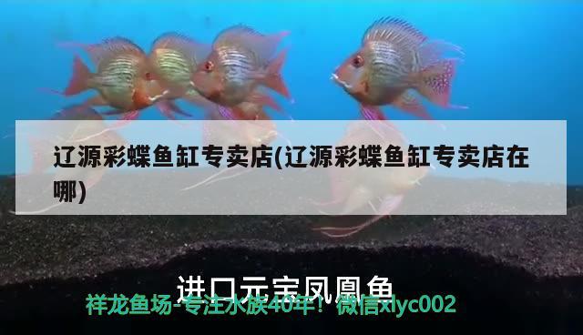 遼源彩蝶魚缸專賣店(遼源彩蝶魚缸專賣店在哪) 彩鰈魚缸（彩蝶魚缸）